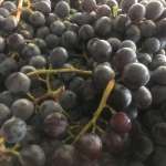Seedless coronation grapes
