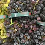 Coronation seedless grapes