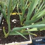 Garlic for planting 