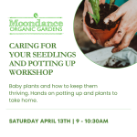 Caring for your seedlings and potting up
