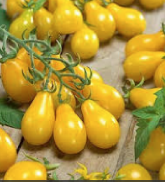 Yellow Pear Tomatoes