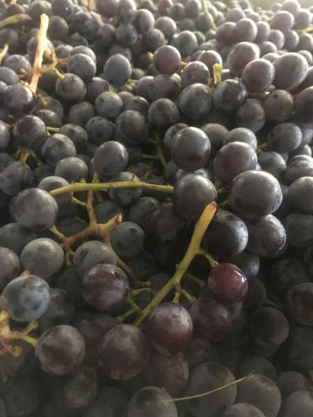 Seedless coronation grapes