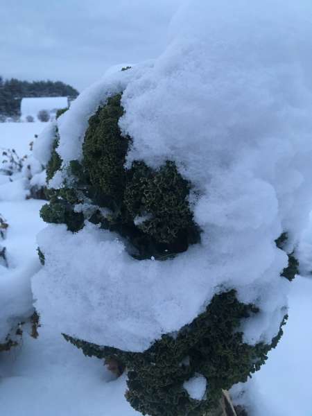 Sweet frosty kale