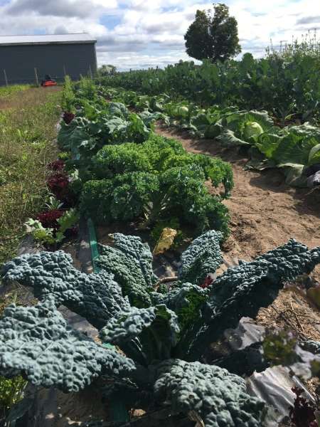 Kale and cabbage 