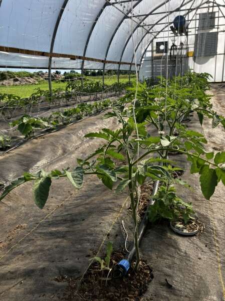 Greenhouse growing 