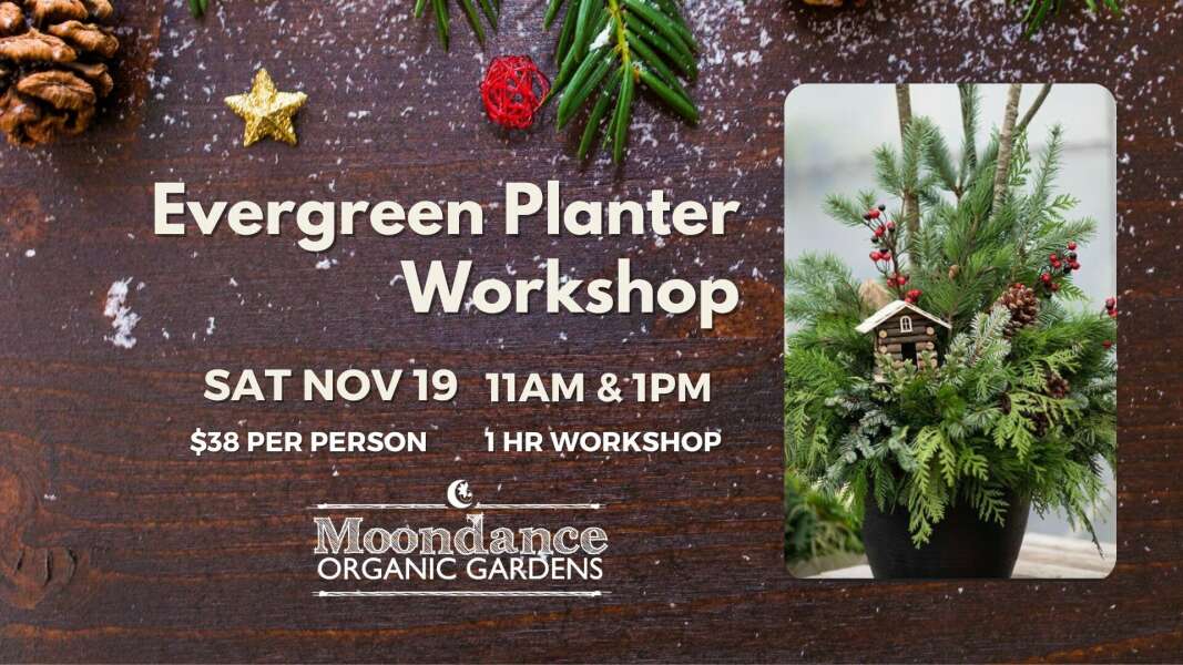 Evergreen Planter Workshop