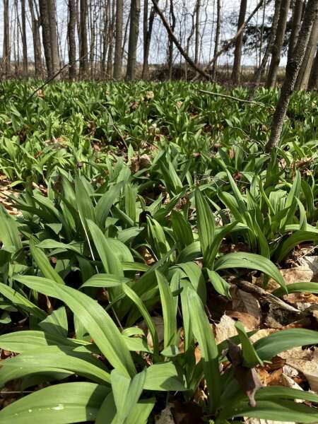Leeks are up in the woods