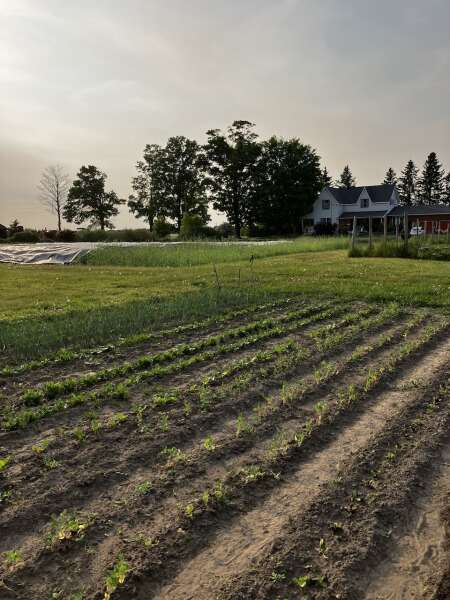 Late day planting