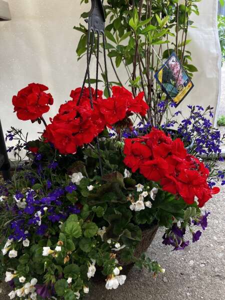 Beauty hanging baskets