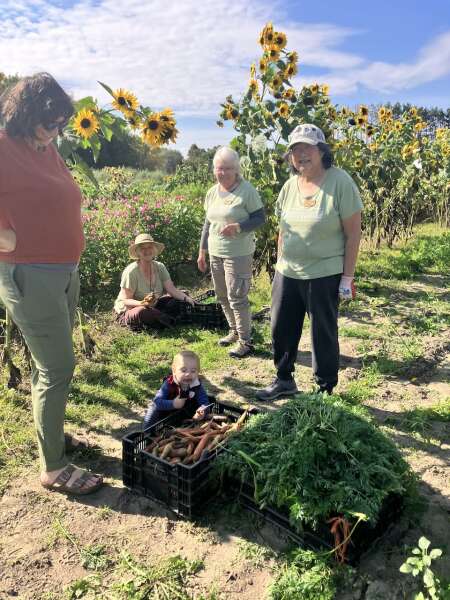 Carrot harvesting