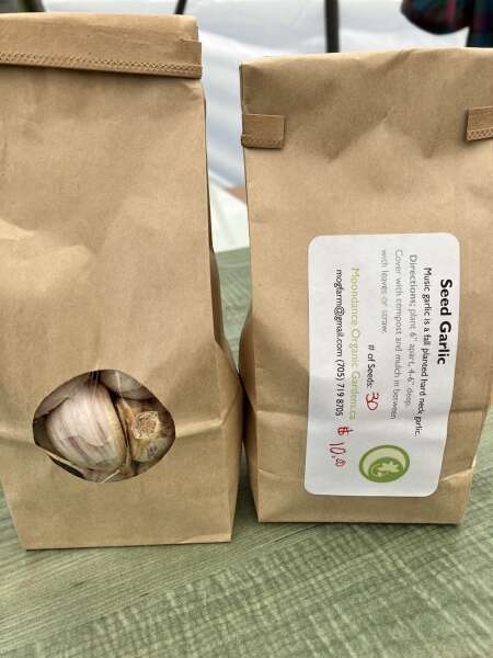Seed garlic