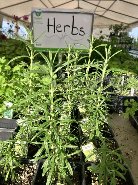 Yummy herbs.