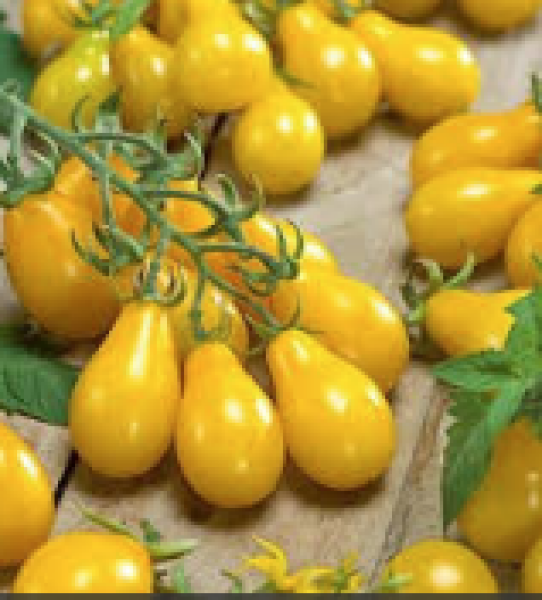 Yellow pear tomatoes