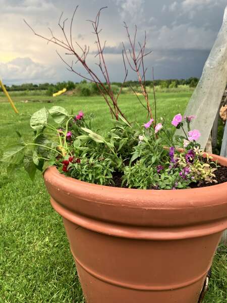 Planter holding greenhouse side.