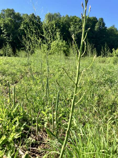 Time to let asparagus go to fern