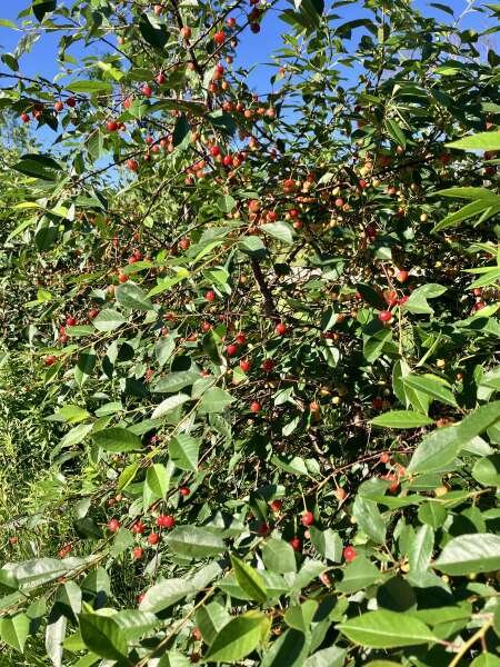 Sour cherries almost ready