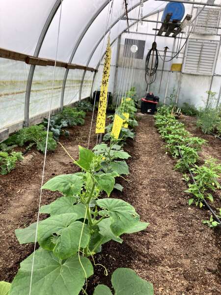 Greenhouse growing