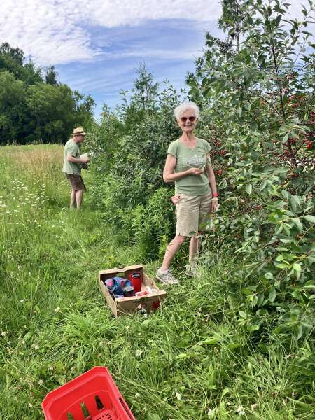 Wonderful cherry pickers