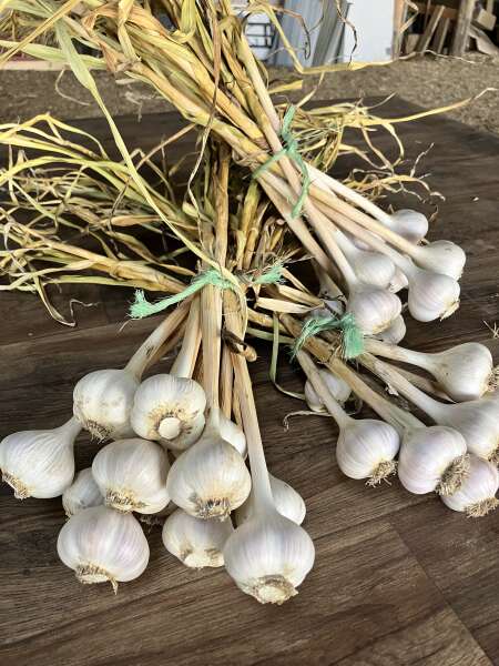 Garlic bunches