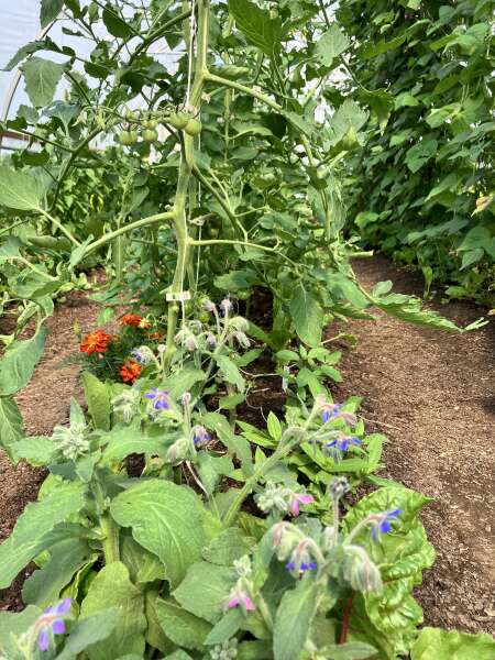 Greenhouse growing