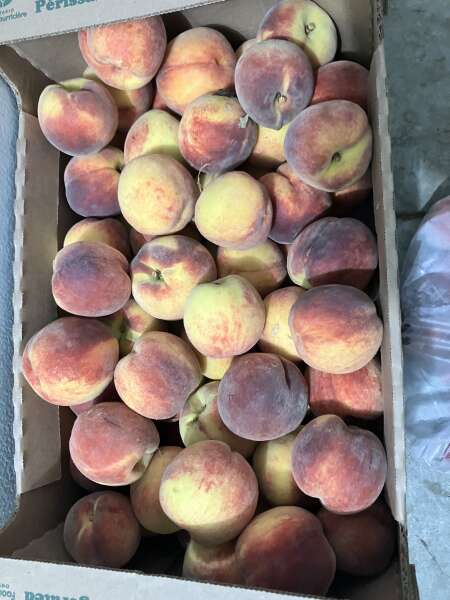 Delicious peaches