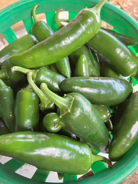 Hot peppers