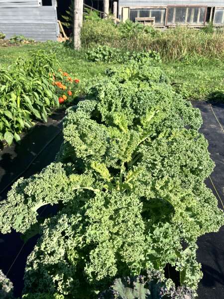 Kale abundance