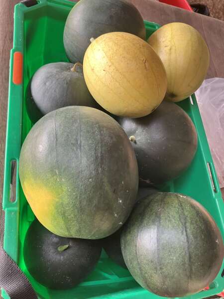 Melon harvest