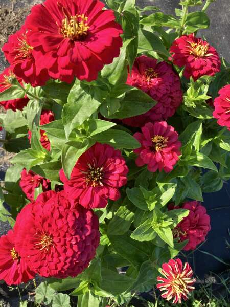 Zowie Zinnias