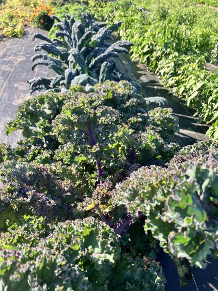 Kale abundance