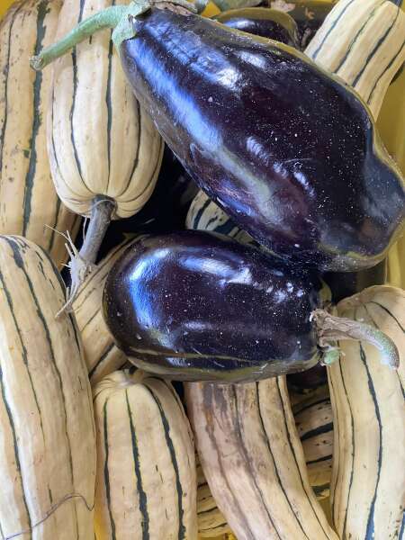 Eggplant and delicata squash