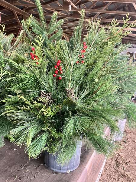 Evergreen planters for sale