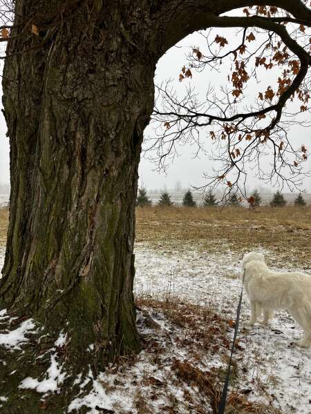 Snowy walks