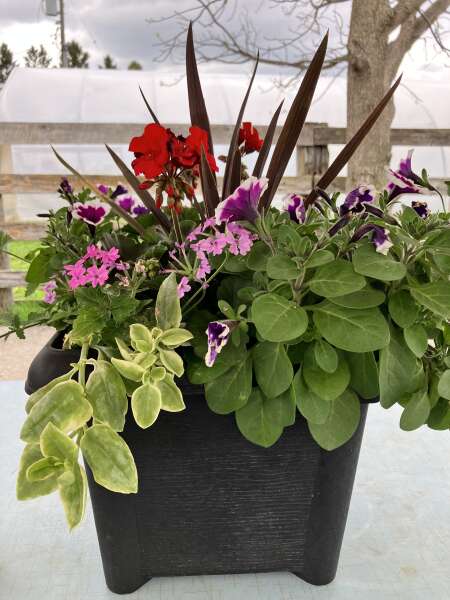 Beautiful planters