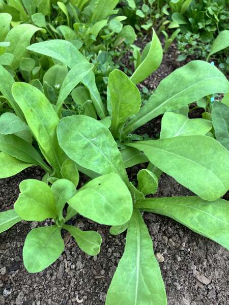 Calendula seedlings for potting up.
