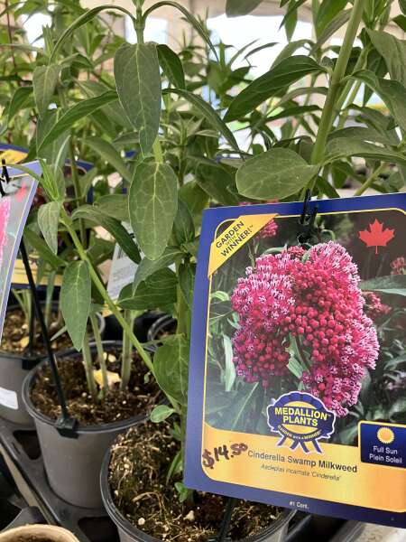 Lots of native beauty