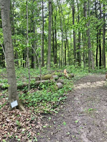 Woodland walk