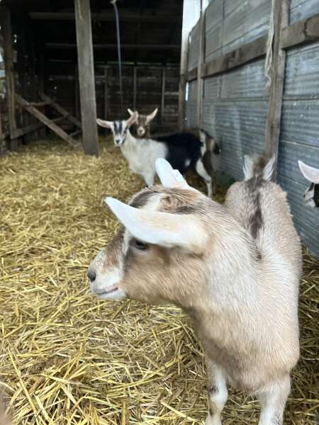 Our goat kids