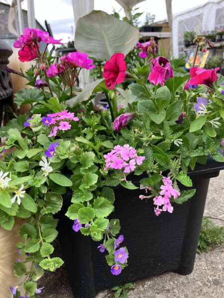 Beautiful planters