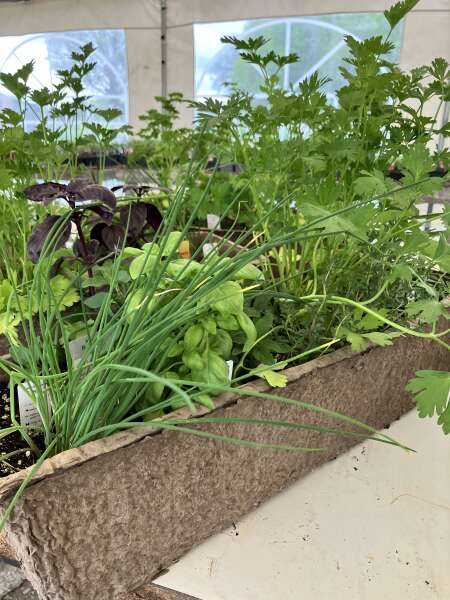 All season Herb planters