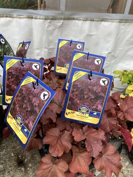 Hardy perennials