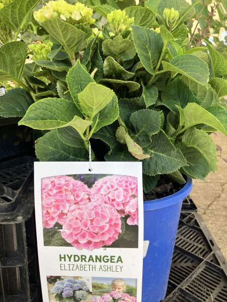 Spectacular Hydrangeas