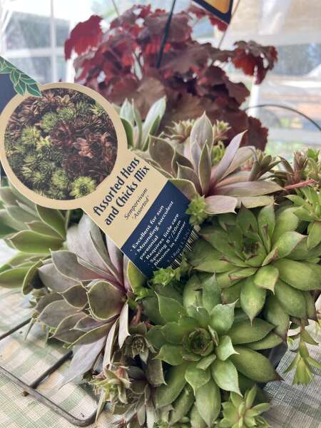Succulent sedums