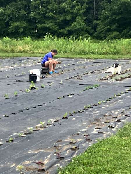 Lucie planting. Jager supervising