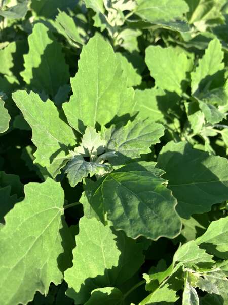 Lambs Quarters
