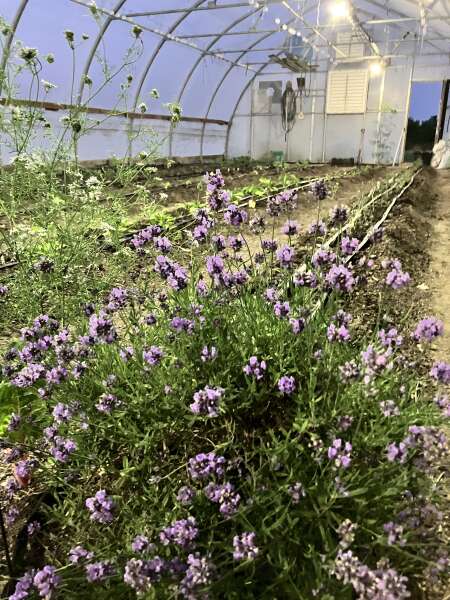 Lovely Lavender