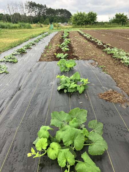 Planting trials