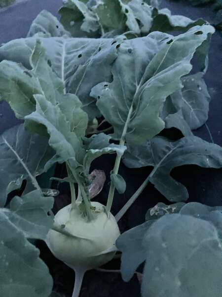 Yummy kohlrabi