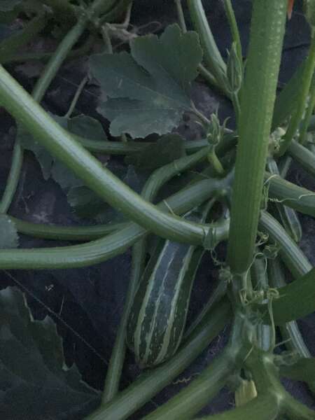 Tiger baby zucchini