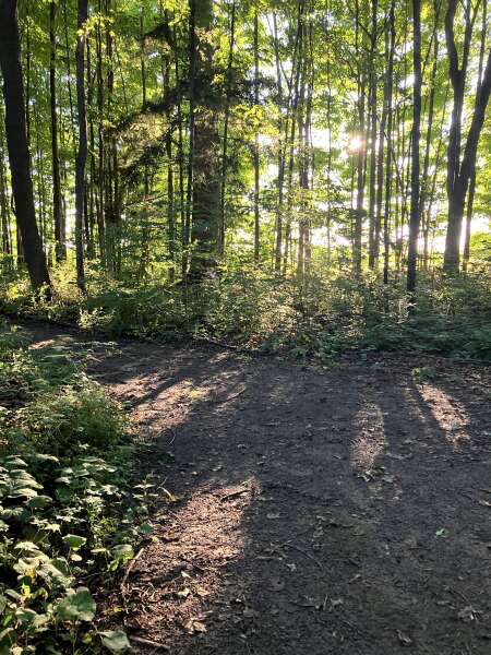 Forest path